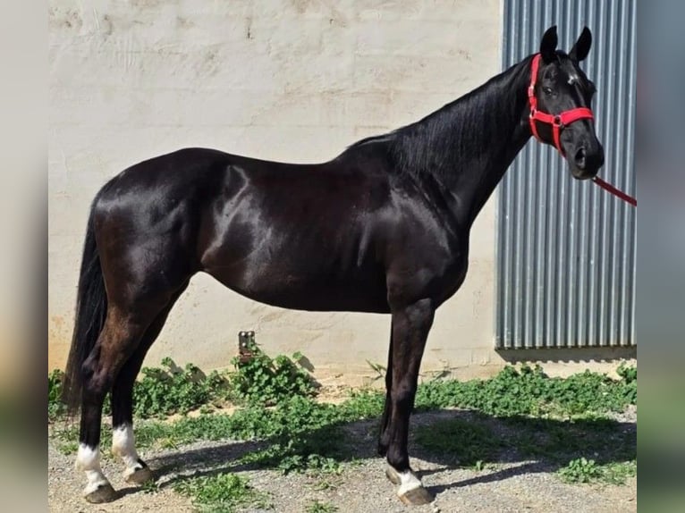 Hannoveraner Stute 9 Jahre 162 cm Rappe in Pedrinya (Ajuntament Crespia)
