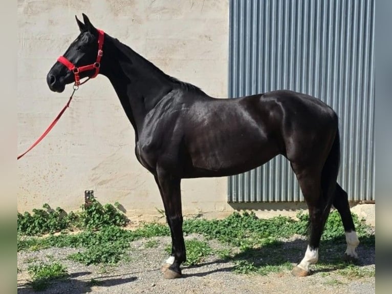 Hannoveraner Stute 9 Jahre 162 cm Rappe in Pedrinya (Ajuntament Crespia)