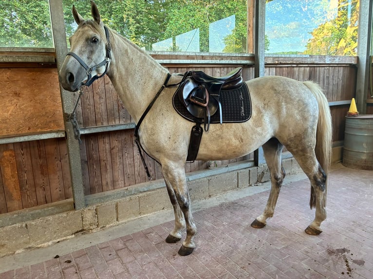 Hannoveraner Stute 9 Jahre 162 cm Schimmel in Quernheim