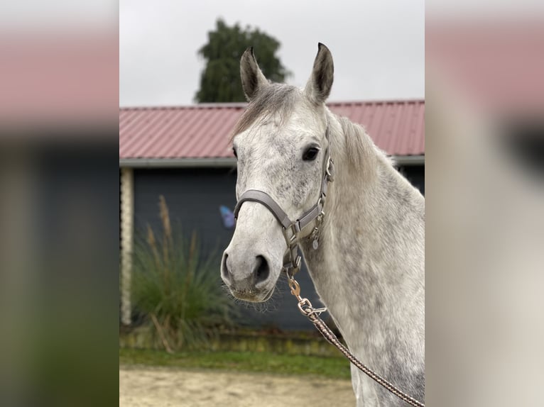 Hannoveraner Stute 9 Jahre 162 cm Schimmel in Quernheim