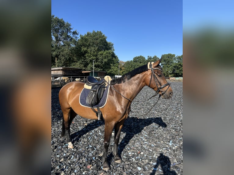 Hannoveraner Stute 9 Jahre 163 cm Brauner in Ibbenbüren