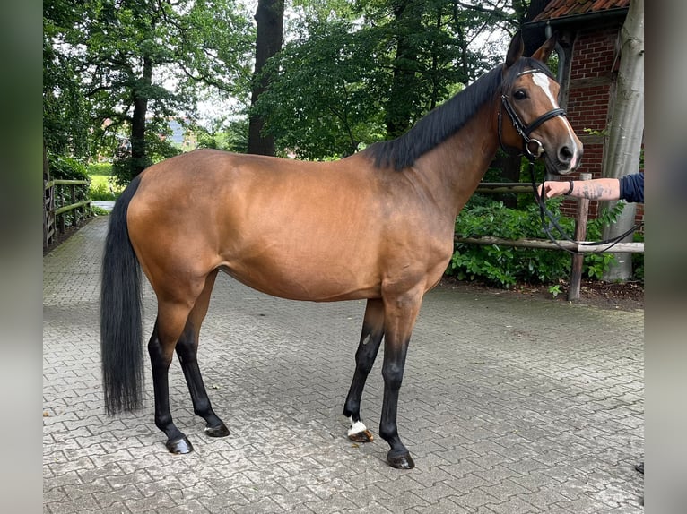 Hannoveraner Stute 9 Jahre 163 cm Brauner in Essen (Oldenburg)