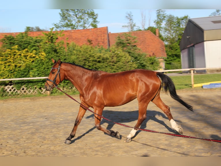 Hannoveraner Stute 9 Jahre 163 cm Brauner in Cremlingen
