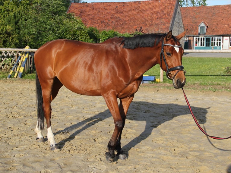 Hannoveraner Stute 9 Jahre 163 cm Brauner in Cremlingen