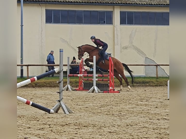 Hannoveraner Stute 9 Jahre 163 cm Brauner in Cremlingen