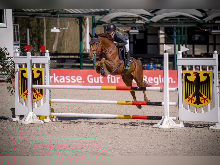 Hannoveraner Stute 9 Jahre 163 cm Dunkelfuchs in Castrop-Rauxel