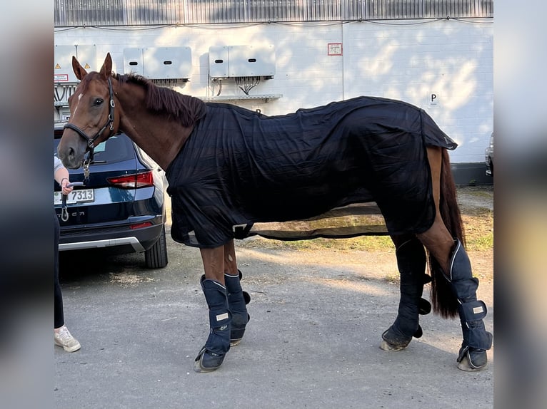 Hannoveraner Stute 9 Jahre 163 cm Dunkelfuchs in Castrop-Rauxel