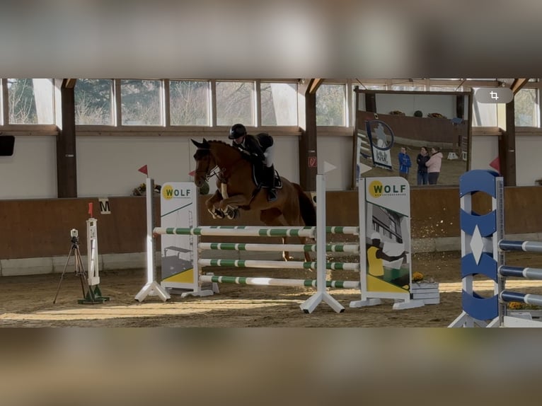 Hannoveraner Stute 9 Jahre 163 cm Dunkelfuchs in Castrop-Rauxel
