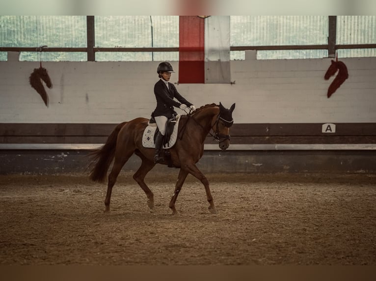 Hannoveraner Stute 9 Jahre 163 cm Dunkelfuchs in Castrop-Rauxel