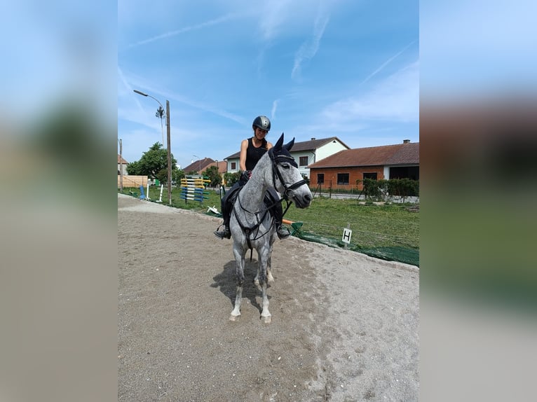 Hannoveraner Stute 9 Jahre 163 cm Fliegenschimmel in Traismauer