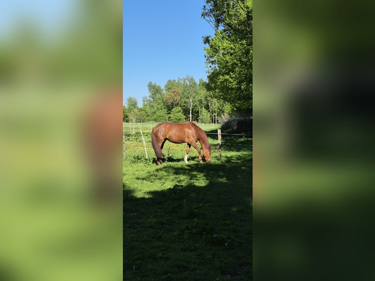 Hannoveraner Stute 9 Jahre 163 cm Fuchs in Wiefelstede