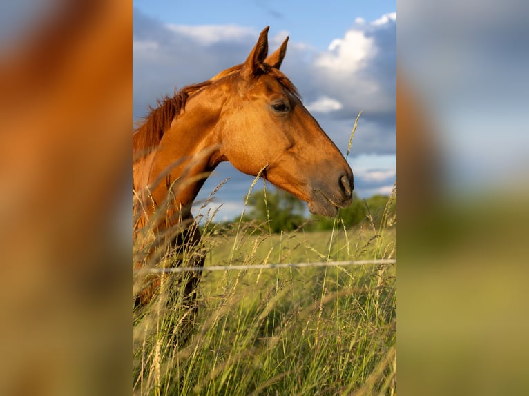 Hannoveraner Stute 9 Jahre 163 cm Fuchs in Stahnsdorf