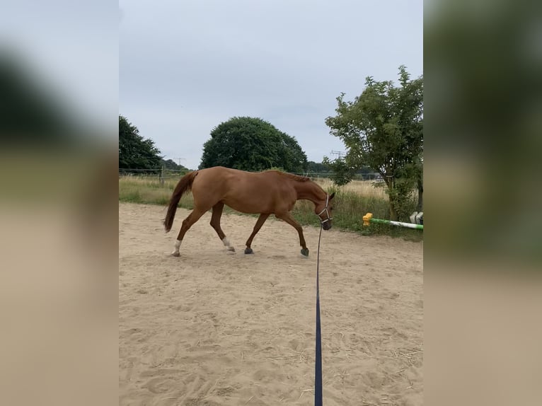 Hannoveraner Stute 9 Jahre 163 cm Fuchs in Stahnsdorf