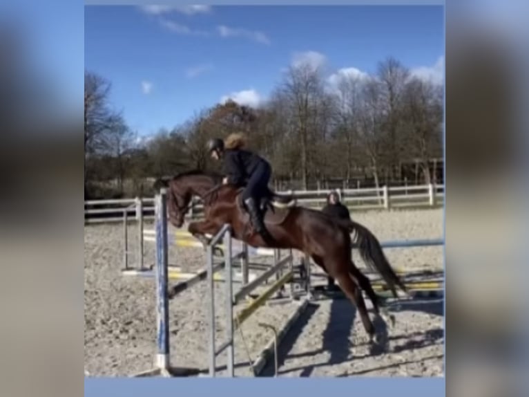 Hannoveraner Mix Stute 9 Jahre 163 cm Rotbrauner in Filovci