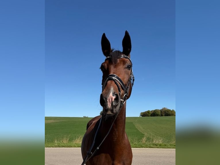 Hannoveraner Stute 9 Jahre 164 cm Brauner in Drackenstein