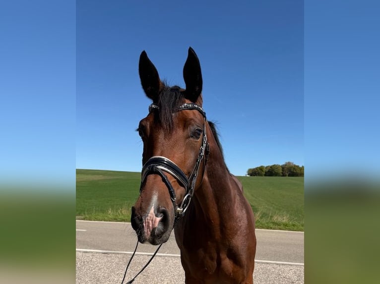 Hannoveraner Stute 9 Jahre 164 cm Brauner in Drackenstein