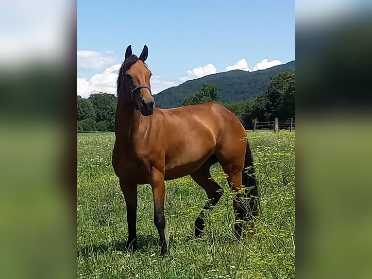 Hannoveraner Stute 9 Jahre 164 cm Brauner in Ferlach