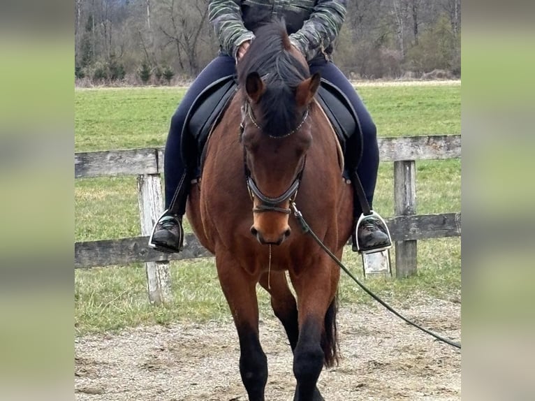 Hannoveraner Stute 9 Jahre 164 cm Brauner in Ferlach