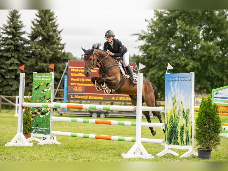 Hannoveraner Stute 9 Jahre 164 cm Brauner in Mühlenfließ