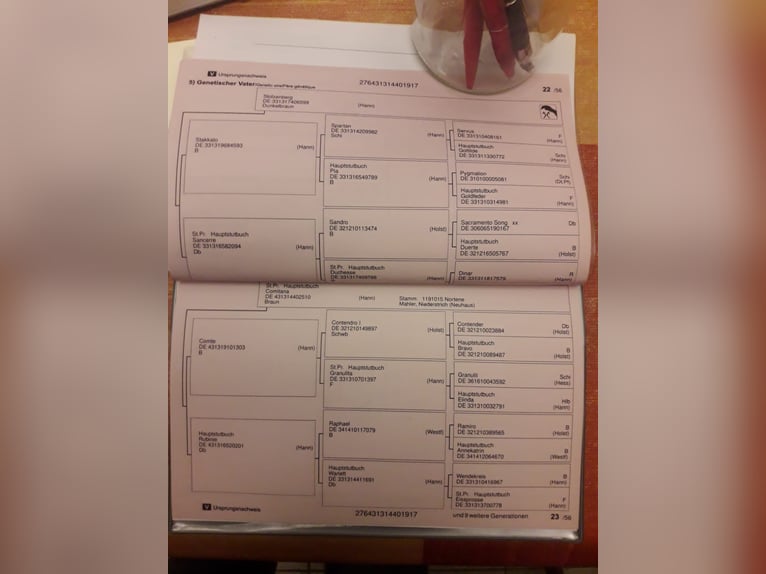 Hannoveraner Stute 9 Jahre 164 cm Brauner in Kirchberg