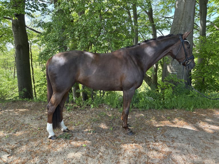 Hannoveraner Stute 9 Jahre 164 cm in Waabs