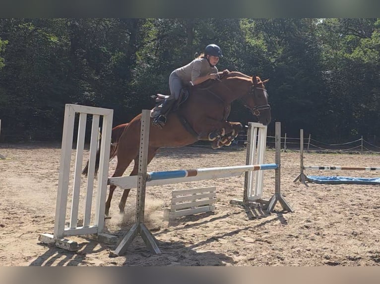 Hannoveraner Stute 9 Jahre 164 cm Fuchs in Braunschweig