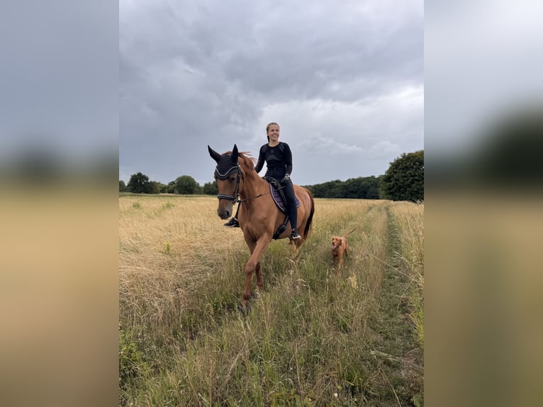 Hannoveraner Stute 9 Jahre 164 cm Fuchs in Stahnsdorf