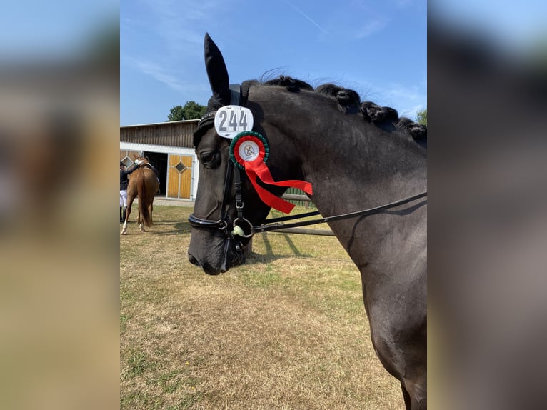 Hannoveraner Stute 9 Jahre 164 cm Rappe in Oyten