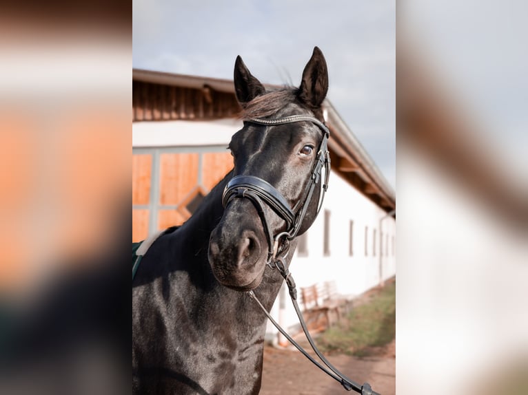 Hannoveraner Stute 9 Jahre 164 cm Rappe in Oyten