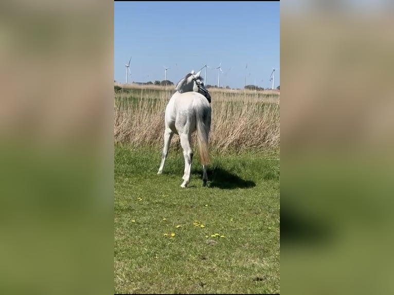 Hannoveraner Stute 9 Jahre 164 cm Schimmel in Butjadingen