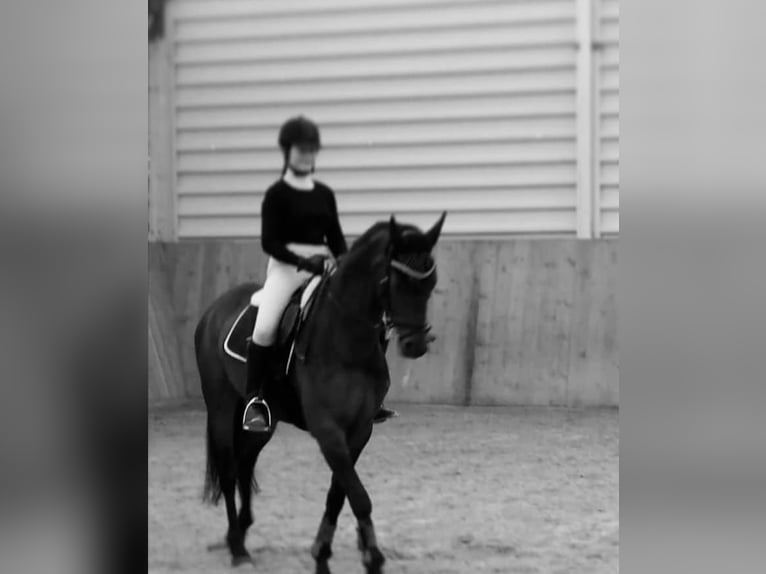Hannoveraner Stute 9 Jahre 165 cm Brauner in W&#xFC;rzburg