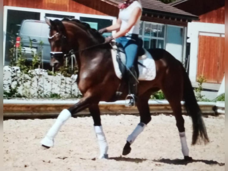 Hannoveraner Stute 9 Jahre 165 cm Brauner in W&#xFC;rzburg