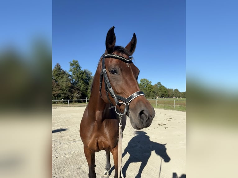 Hannoveraner Stute 9 Jahre 165 cm Brauner in Leutkirch im Allg&#xE4;u