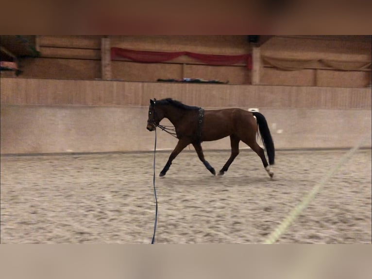 Hannoveraner Mix Stute 9 Jahre 165 cm Brauner in Radebeul