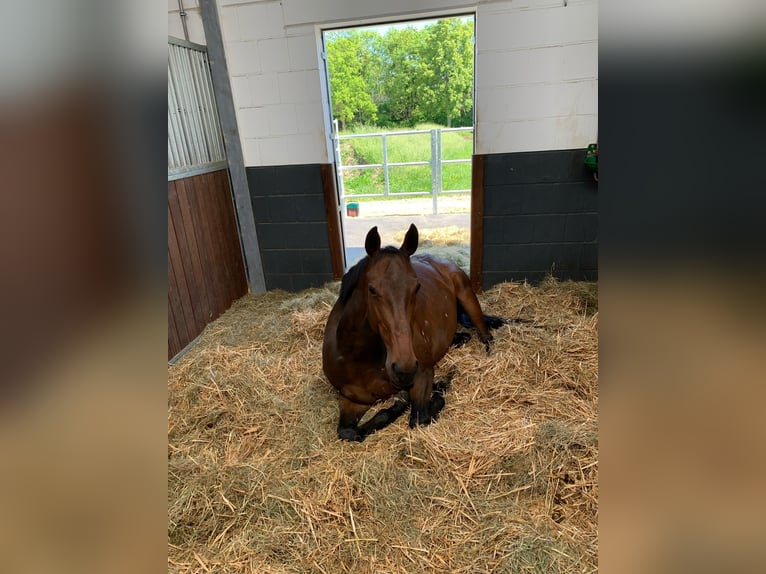 Hannoveraner Stute 9 Jahre 165 cm Brauner in Mönchengladbach