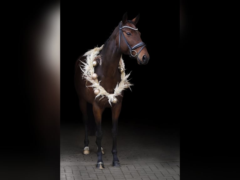 Hannoveraner Stute 9 Jahre 165 cm Brauner in Mönchengladbach