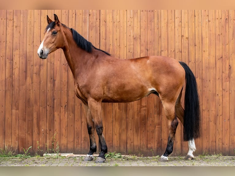 Hannoveraner Stute 9 Jahre 165 cm Brauner in Ballenstedt