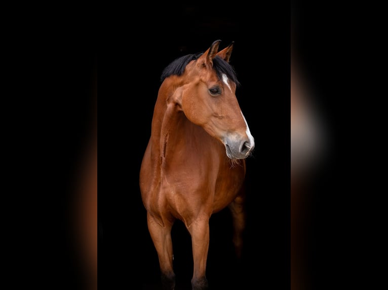 Hannoveraner Stute 9 Jahre 165 cm Brauner in Ballenstedt