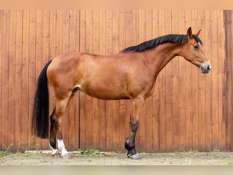 Hannoveraner Stute 9 Jahre 165 cm Brauner in Ballenstedt