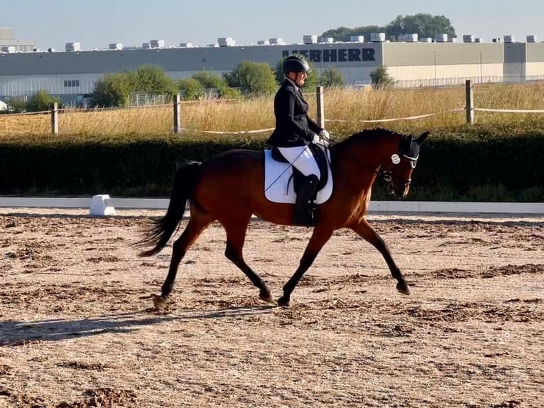 Hannoveraner Stute 9 Jahre 165 cm Dunkelbrauner in Kupferzell