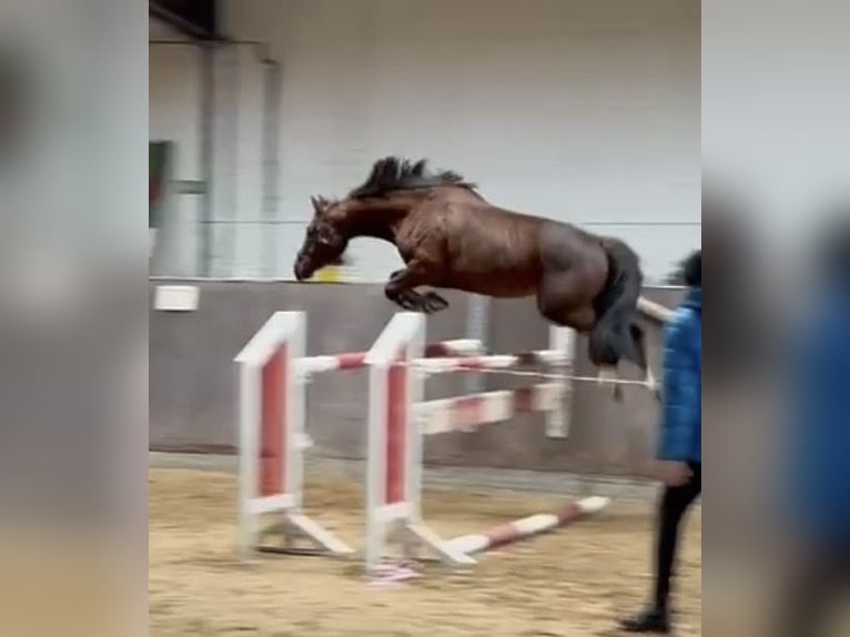 Hannoveraner Stute 9 Jahre 165 cm Dunkelfuchs in Würzburg