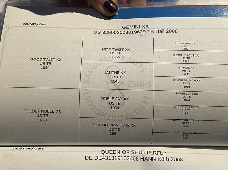 Hannoveraner Stute 9 Jahre 165 cm Fliegenschimmel in Mondsee