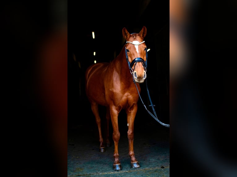 Hannoveraner Stute 9 Jahre 165 cm Fuchs in Dassel