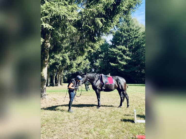 Hannoveraner Stute 9 Jahre 165 cm Rappe in Hofgeismar