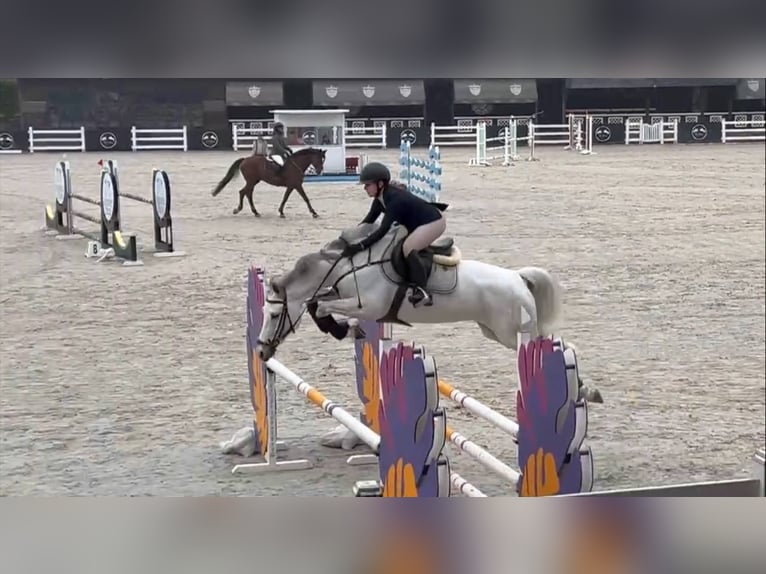 Hannoveraner Stute 9 Jahre 165 cm Schimmel in &#1050;&#1080;&#1111;&#1074;