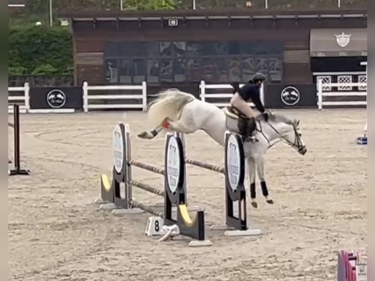 Hannoveraner Stute 9 Jahre 165 cm Schimmel in &#1050;&#1080;&#1111;&#1074;