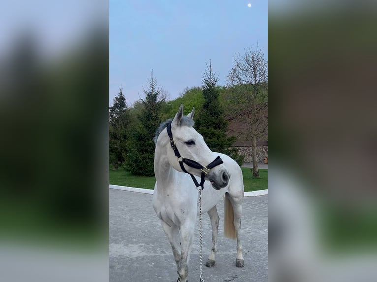 Hannoveraner Stute 9 Jahre 165 cm Schimmel in &#1050;&#1080;&#1111;&#1074;