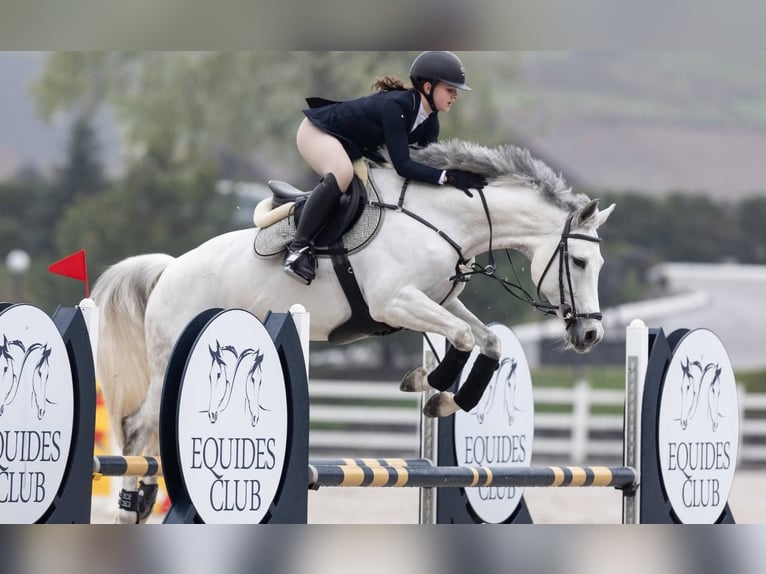 Hannoveraner Stute 9 Jahre 165 cm Schimmel in &#1050;&#1080;&#1111;&#1074;