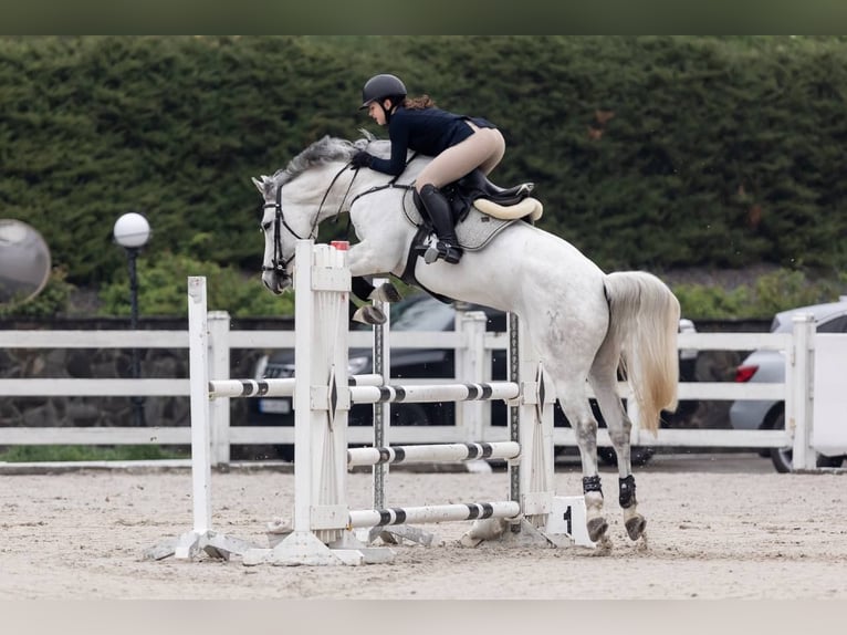 Hannoveraner Stute 9 Jahre 165 cm Schimmel in &#1050;&#1080;&#1111;&#1074;