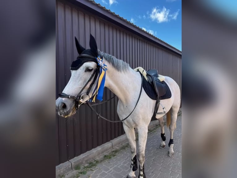 Hannoveraner Stute 9 Jahre 165 cm Schimmel in &#1050;&#1080;&#1111;&#1074;